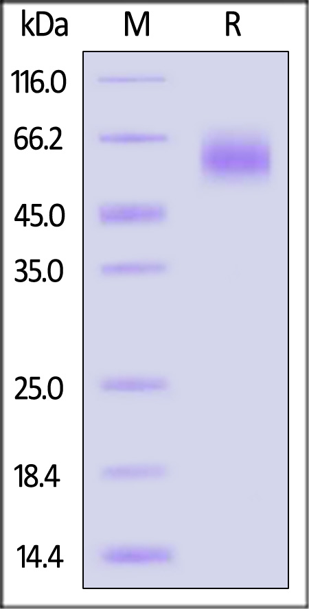 HA1-V52H5-sds