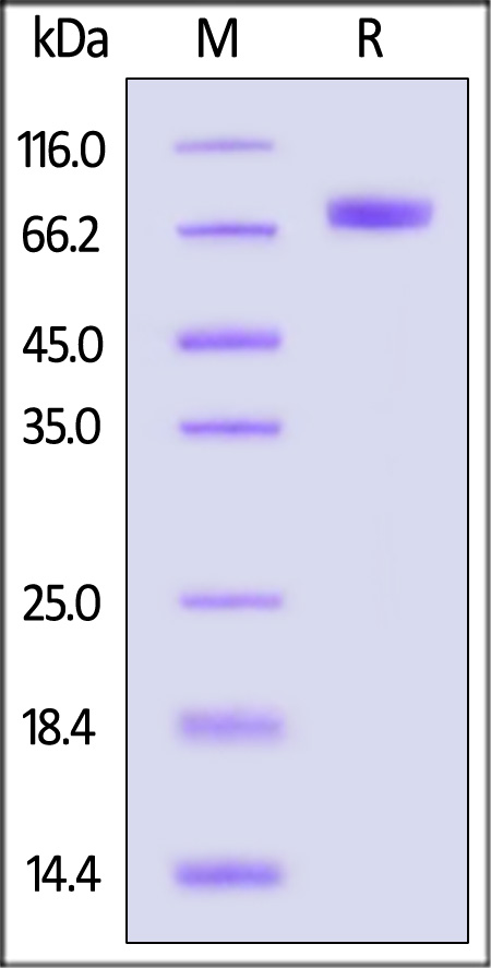 Hemagglutinin (HA) SDS-PAGE