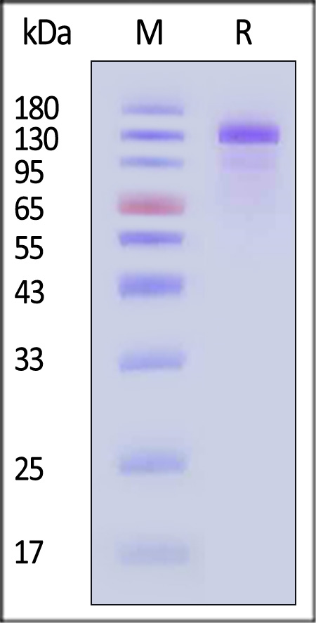 Her2 SDS-PAGE