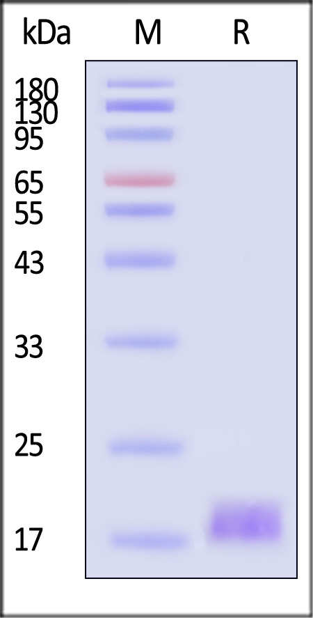 Human HE4, His Tag (Cat. No. HE4-H5223) SDS-PAGE gel