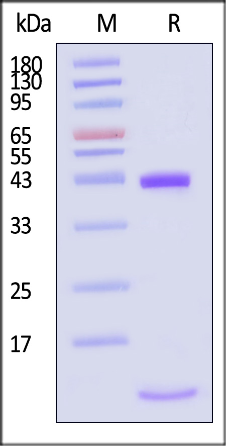 HLA-A*0201 | B2M | MAGE-A3 SDS-PAGE