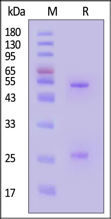 HRSV F SDS-PAGE