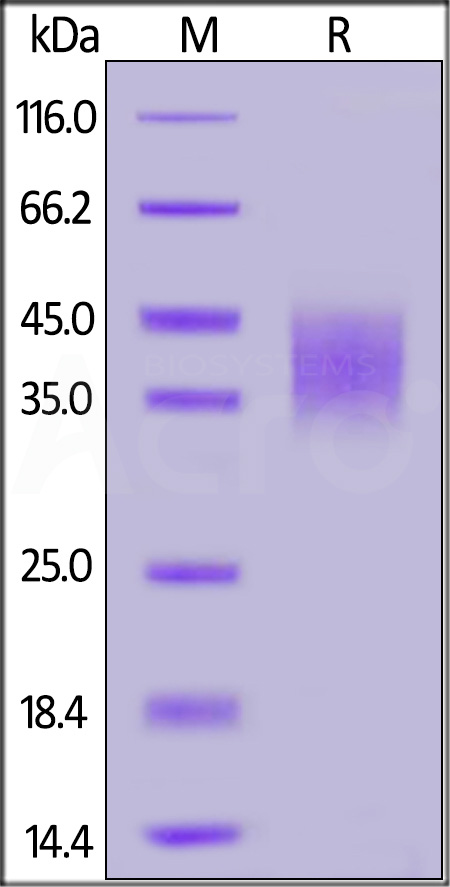 IF1-H5223-sds