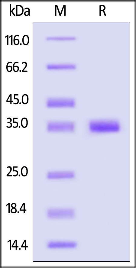 IgG1 Fc SDS-PAGE