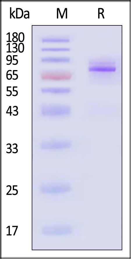 IGF-II R SDS-PAGE