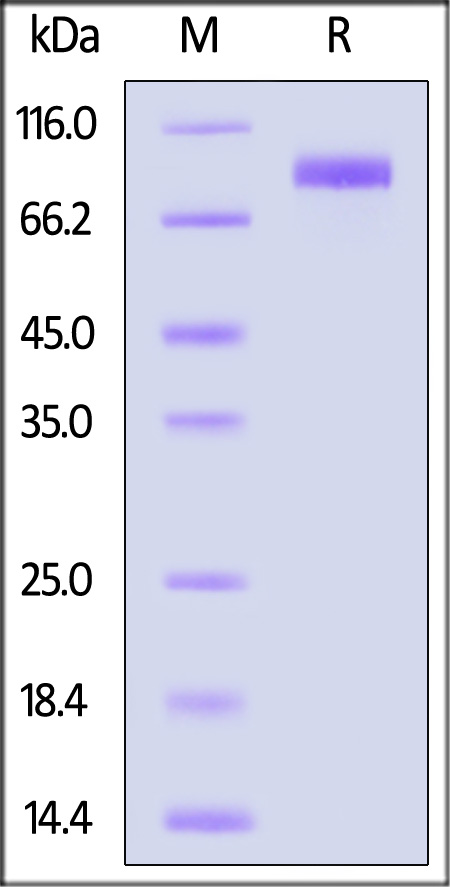 IL-1RL1 SDS-PAGE