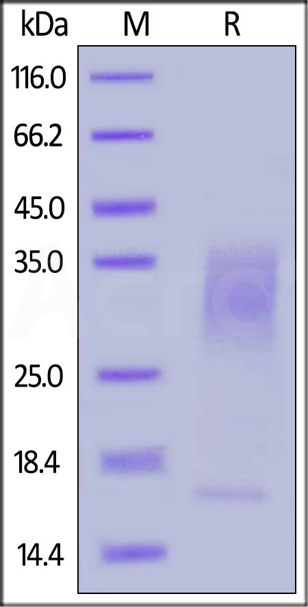 IL3-H82E5-sds