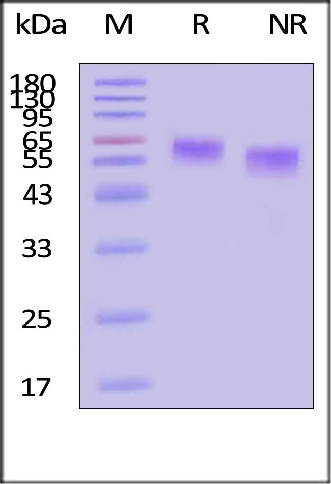 ILA-H82H5-sds