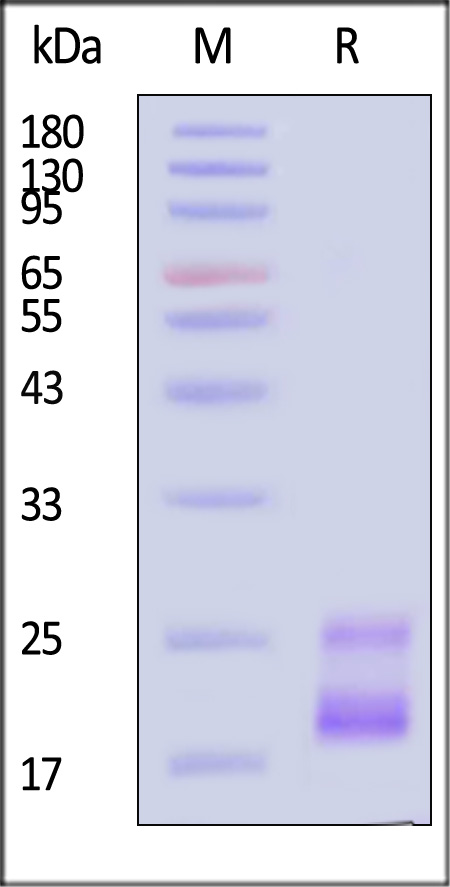 ILA-H82Q1-sds