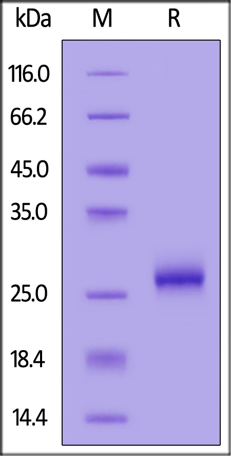 ILC-M82E9-sds