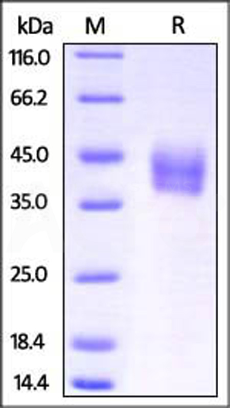 ILR-M52H1-sds