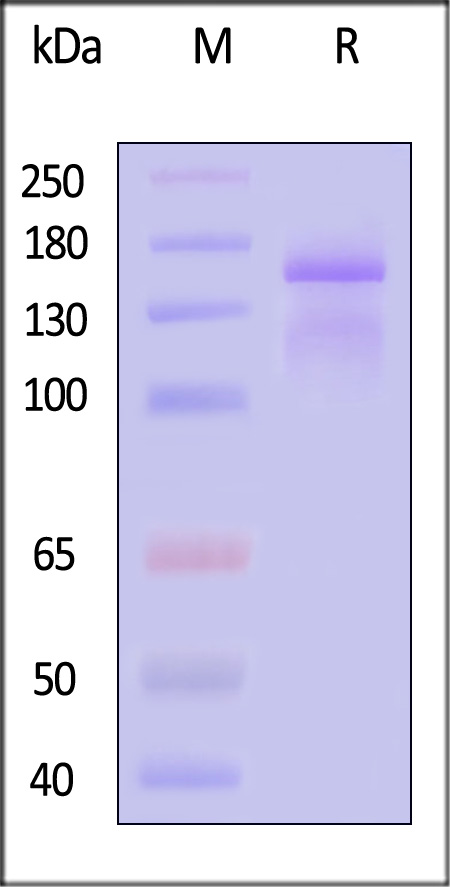 Integrin alpha 2 beta 1 SDS-PAGE