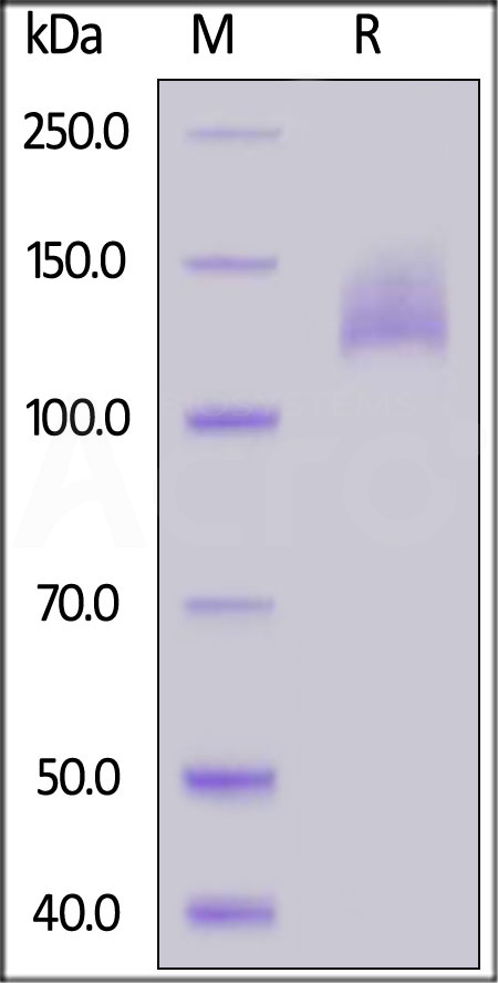 KDR-H82E5-sds