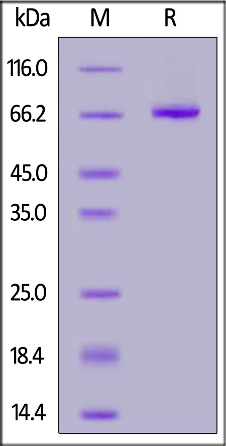 KI3-H5259-sds