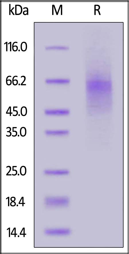 LAG-3 SDS-PAGE