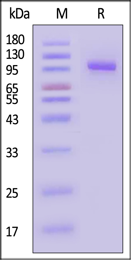 LRRC15 SDS-PAGE