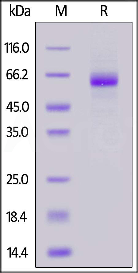 MAR-C5248-sds