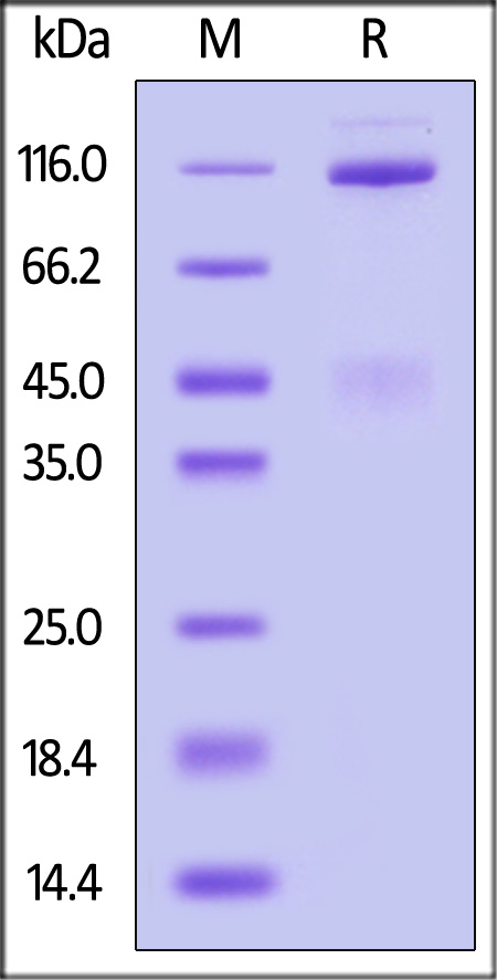 HGF R SDS-PAGE