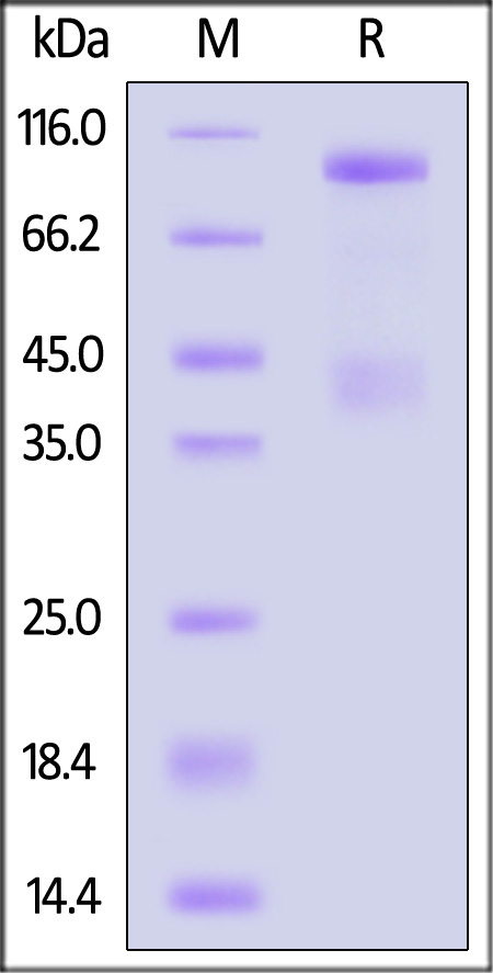 HGF R SDS-PAGE