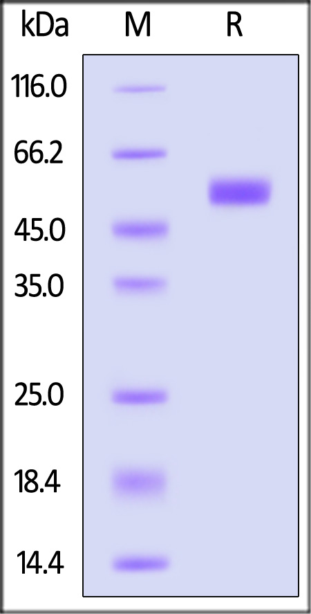 NC3-H5256-sds