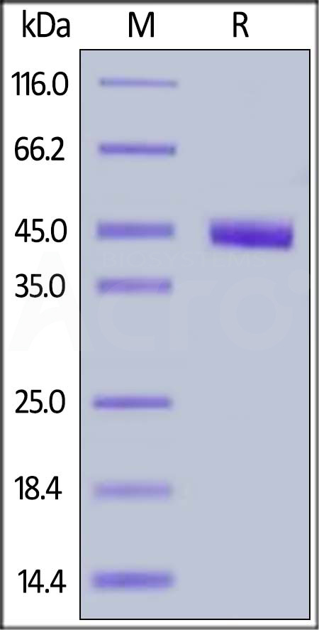 Nectin-4 SDS-PAGE