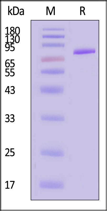 Nectin-4 SDS-PAGE