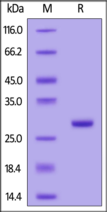 CD3 epsilon SDS-PAGE