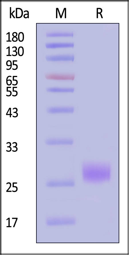 PC1-M5243-sds