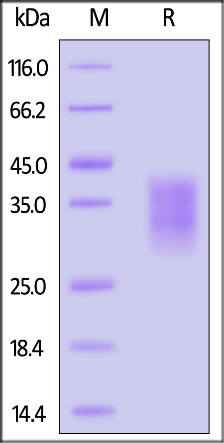 PD1-C52H5-sds