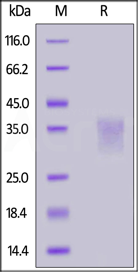 PD1-C52H9-sds