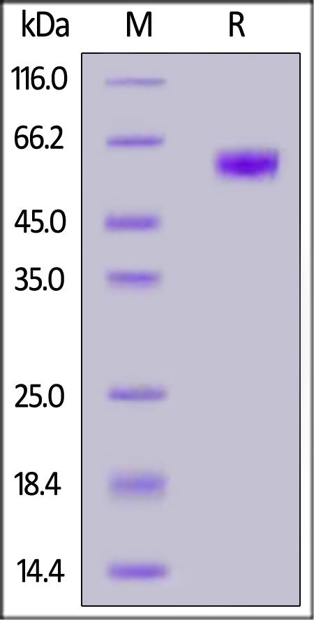 PD1-H5255-sds