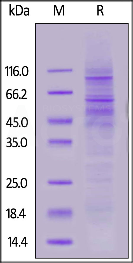 PD1-H52H6-sds