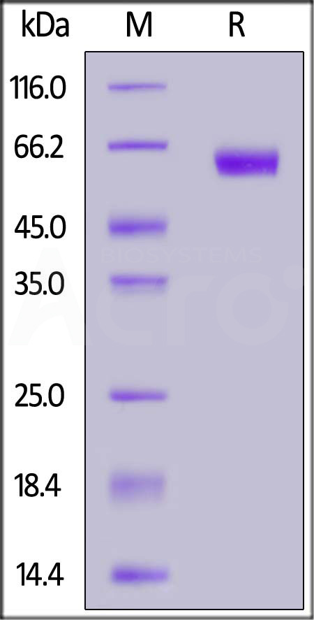 PD1-H82A4-sds