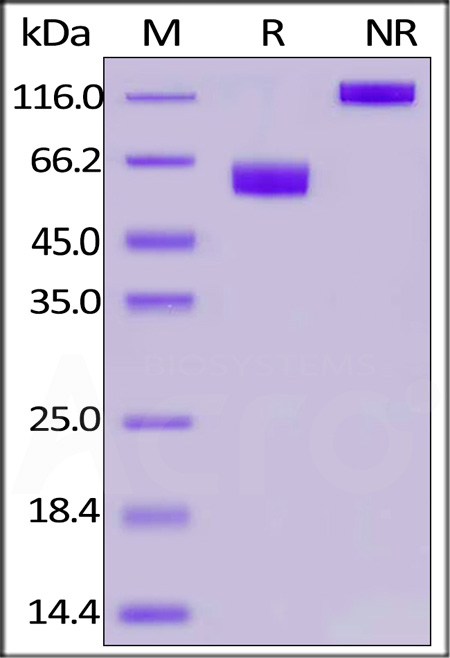 PD1-H82F4-sds