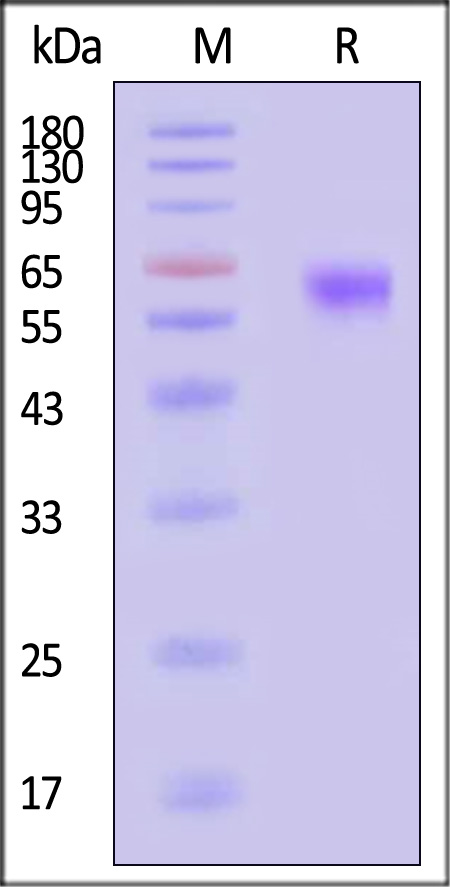 PD1-M5257-sds