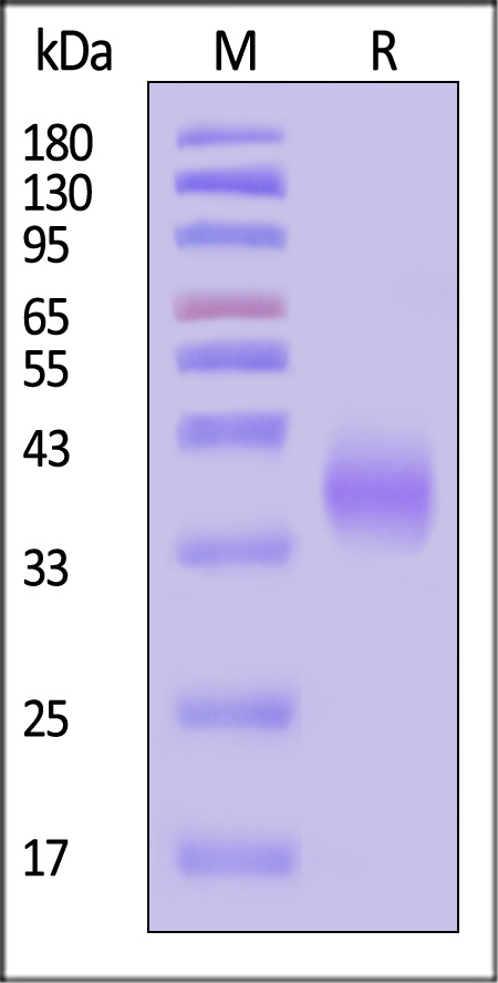 PD1-M52H3-sds