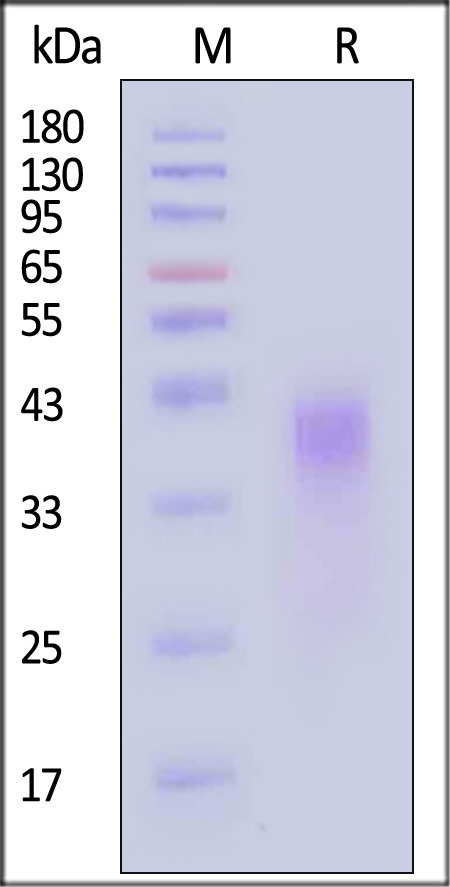 PD1-M82E3-sds