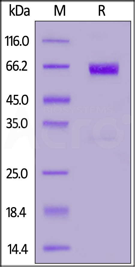 PD1-R5253-sds