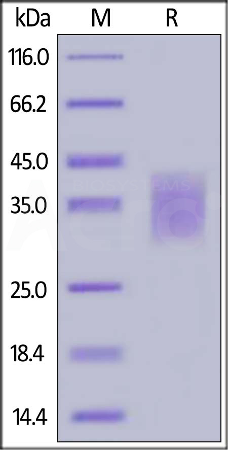 PD1-R52H2-sds