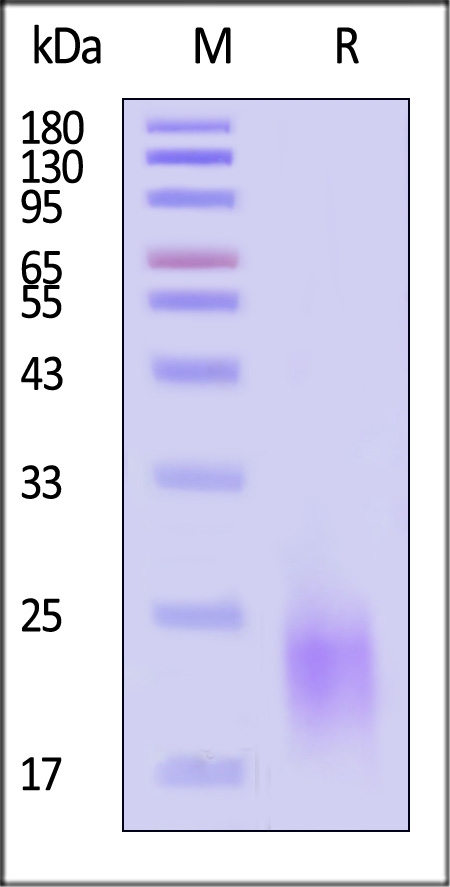 PSA-H52H6-sds