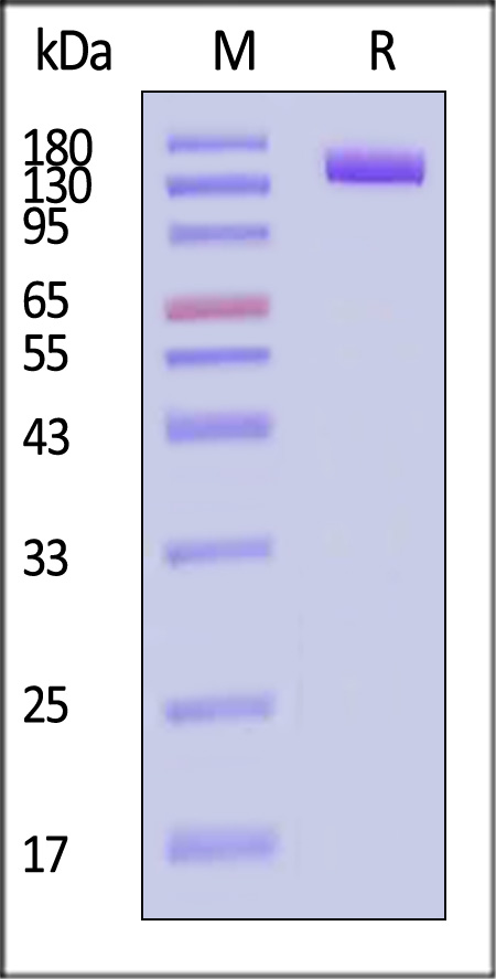 PSMA SDS-PAGE