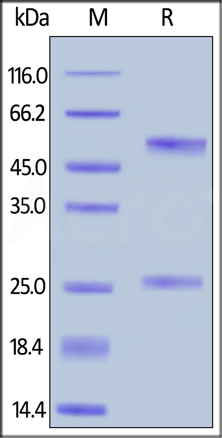 RIB-Y36-sds