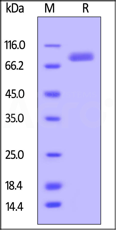 RO2-M5253-sds