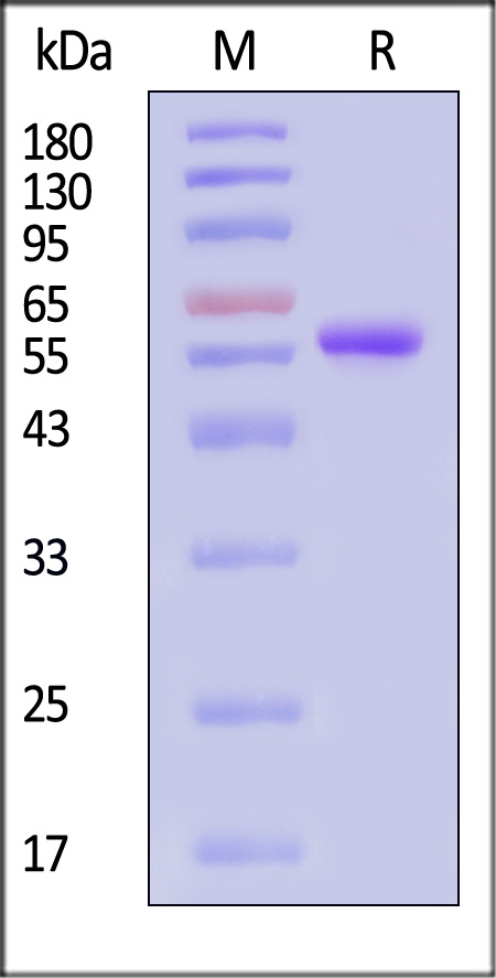 RO2-M52H3-sds