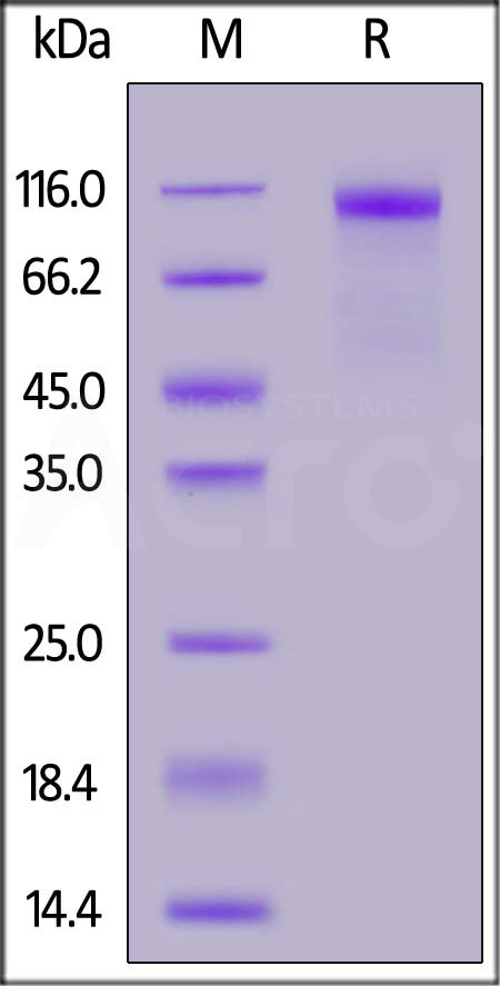 S1N-C52Hu-sds