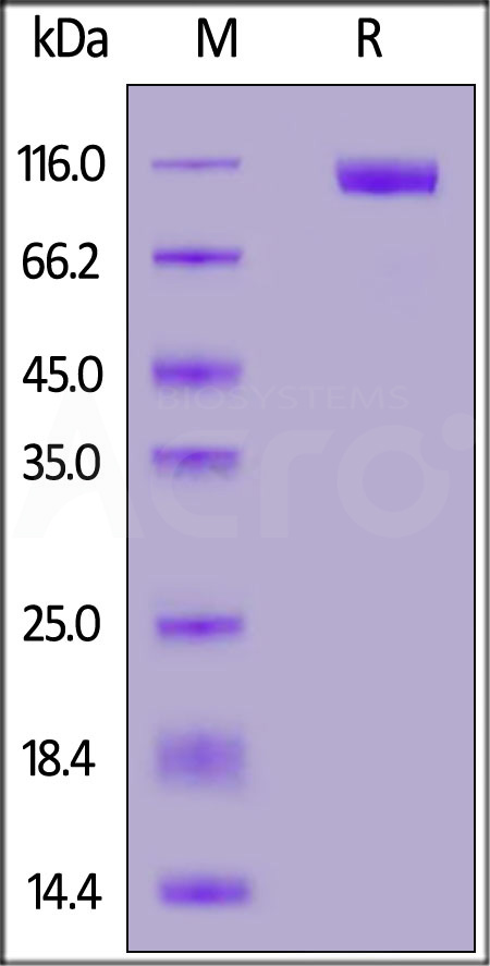 S1N-M52H5-sds