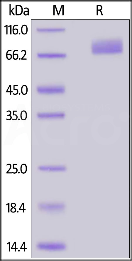 Spike S2 SDS-PAGE