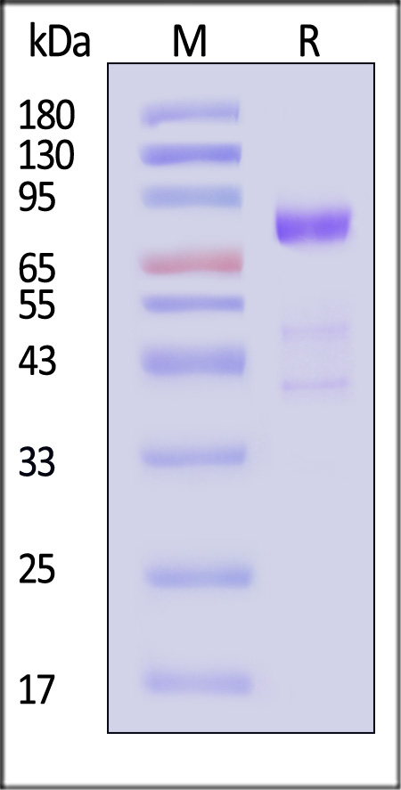 Mouse Siglec-10, His Tag (Cat. No. SI0-M52H7) SDS-PAGE gel