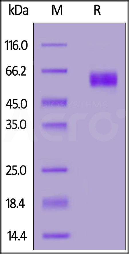 SI2-H82W8-sds