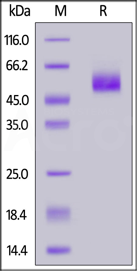 SI8-H52H5-sds